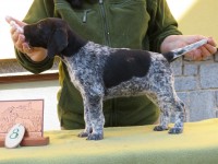 /album/fotogalerie-vrh-z/8-fena-cerny-belous-4-jpg2/